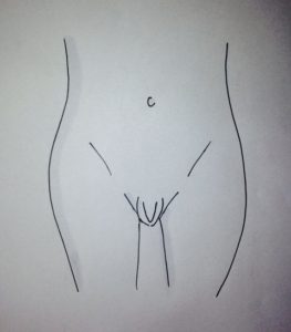 vagina curved outer lips