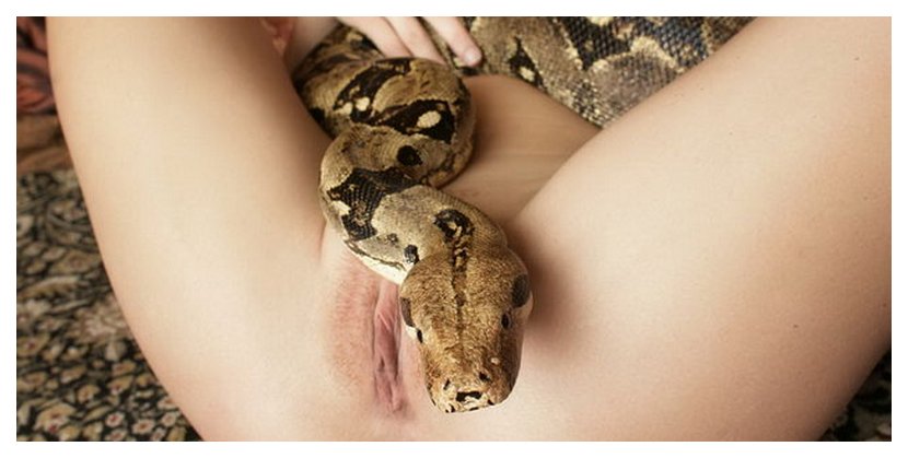 Porn with snake